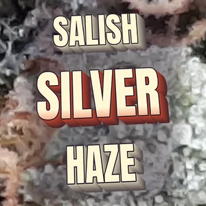 Salish Silver Haze Cannabis Strain