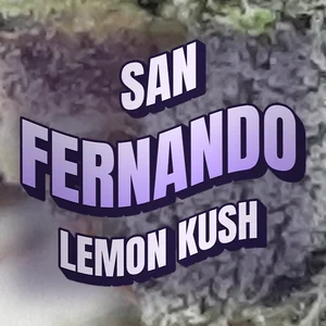 San Fernando Lemon Kush Cannabis Strain