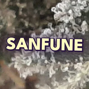 SanFune Cannabis Strain