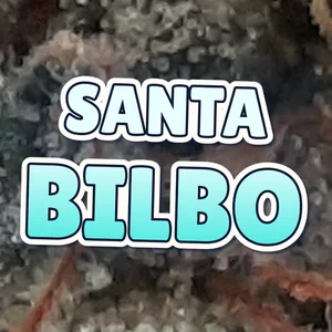 Santa Bilbo Cannabis Strain