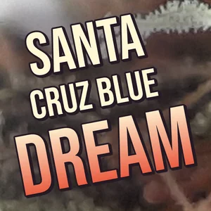 Santa Cruz Blue Dream Cannabis Strain