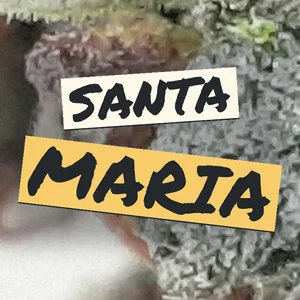 Santa Maria Cannabis Strain