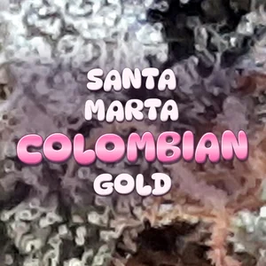 Santa Marta Colombian Gold Cannabis Strain