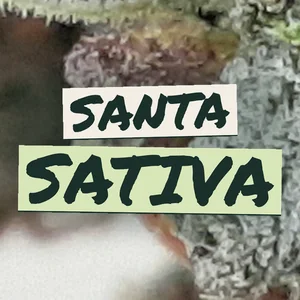 Santa Sativa Cannabis Strain