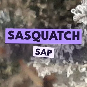 Sasquatch Sap Cannabis Strain