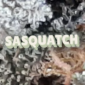 Sasquatch Cannabis Strain