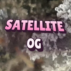 Satellite OG Cannabis Strain