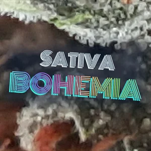 Sativa Bohemia Cannabis Strain