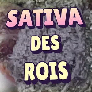 Sativa Des Rois Cannabis Strain