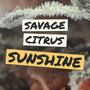 Savage Citrus Sunshine Cannabis Strain
