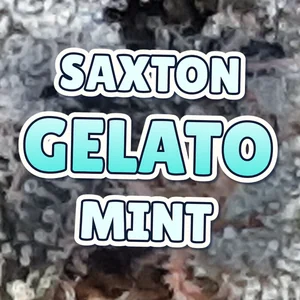 Saxton Gelato Mint Cannabis Strain