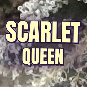 Scarlet Queen Cannabis Strain