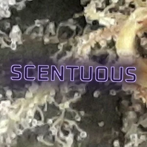 Scentuous Cannabis Strain