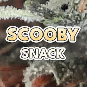 Scooby Snack Cannabis Strain