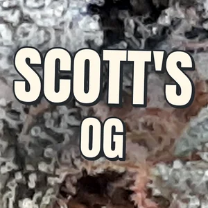 Scott's OG Cannabis Strain