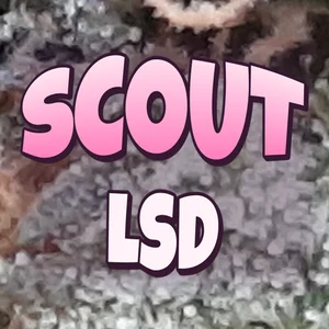 Scout LSD Cannabis Strain