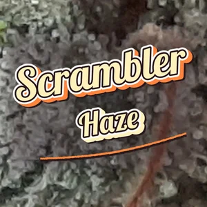 Scrambler Haze Cannabis Strain