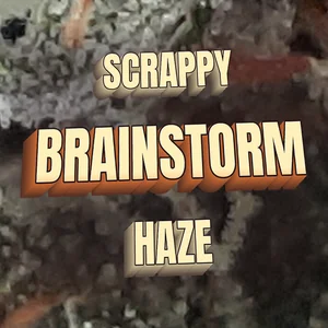Scrappy Brainstorm Haze Cannabis Strain
