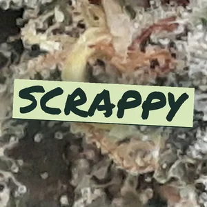 Scrappy Cannabis Strain