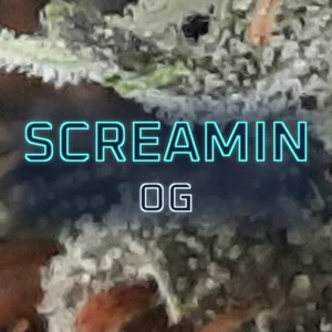 Screamin OG Cannabis Strain