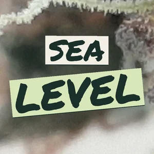 Sea Level Cannabis Strain
