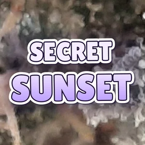 Secret Sunset Cannabis Strain