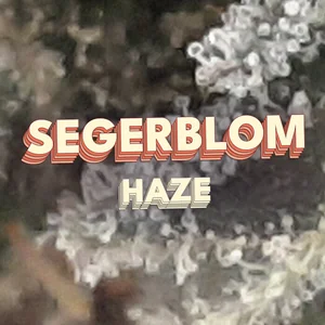 Segerblom Haze Cannabis Strain