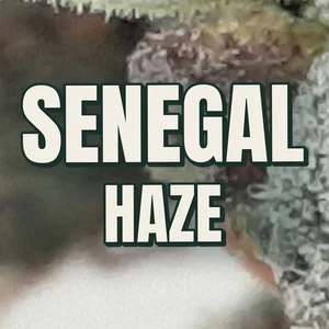 Senegal Haze Cannabis Strain