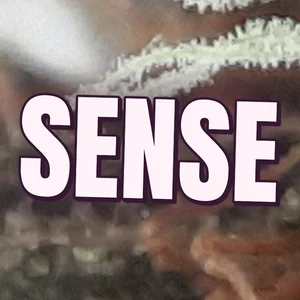 Sense Cannabis Strain
