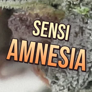 Sensi Amnesia Cannabis Strain