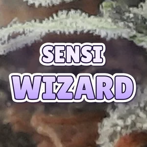 Sensi Wizard Cannabis Strain