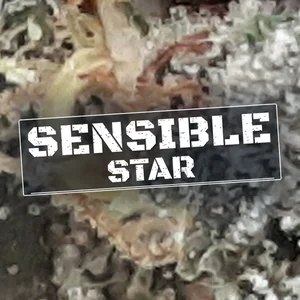 Sensible Star Cannabis Strain