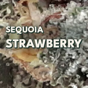 Sequoia Strawberry Cannabis Strain