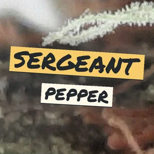 Sergeant Pepper Cannabis Strain