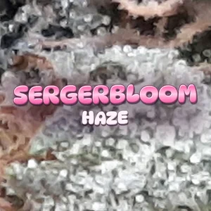Sergerbloom Haze Cannabis Strain