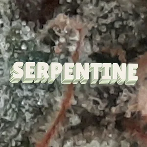 Serpentine Cannabis Strain