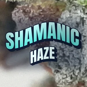 Shamanic Haze Cannabis Strain