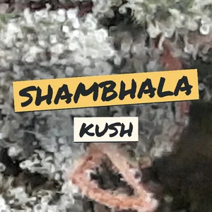 Shambhala Kush Cannabis Strain