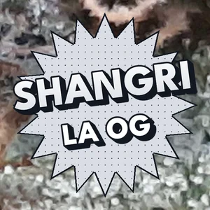 Shangri LA OG Cannabis Strain
