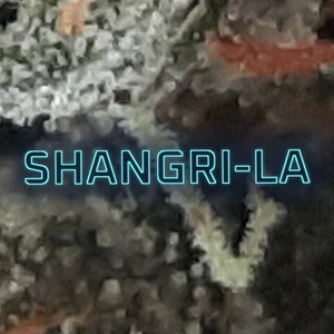 Shangri-La Cannabis Strain
