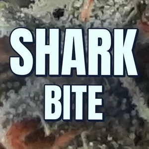 Shark Bite Cannabis Strain