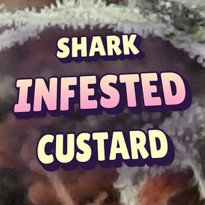 Shark Infested Custard Cannabis Strain