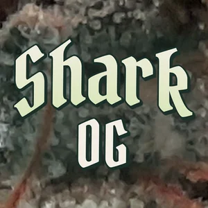 Shark OG Cannabis Strain