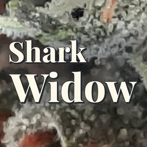 Shark Widow Cannabis Strain