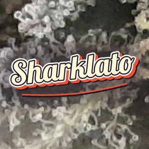 Sharklato Cannabis Strain