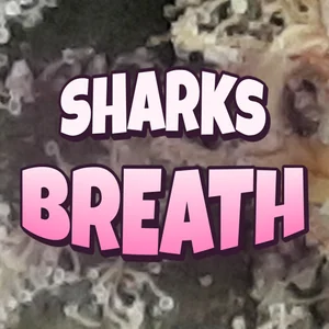 Sharks Breath Cannabis Strain