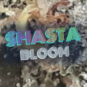 Shasta Bloom Cannabis Strain