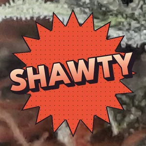 Shawty Cannabis Strain