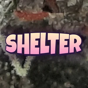 Shelter Cannabis Strain