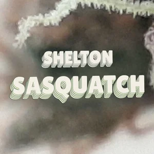 Shelton Sasquatch Cannabis Strain